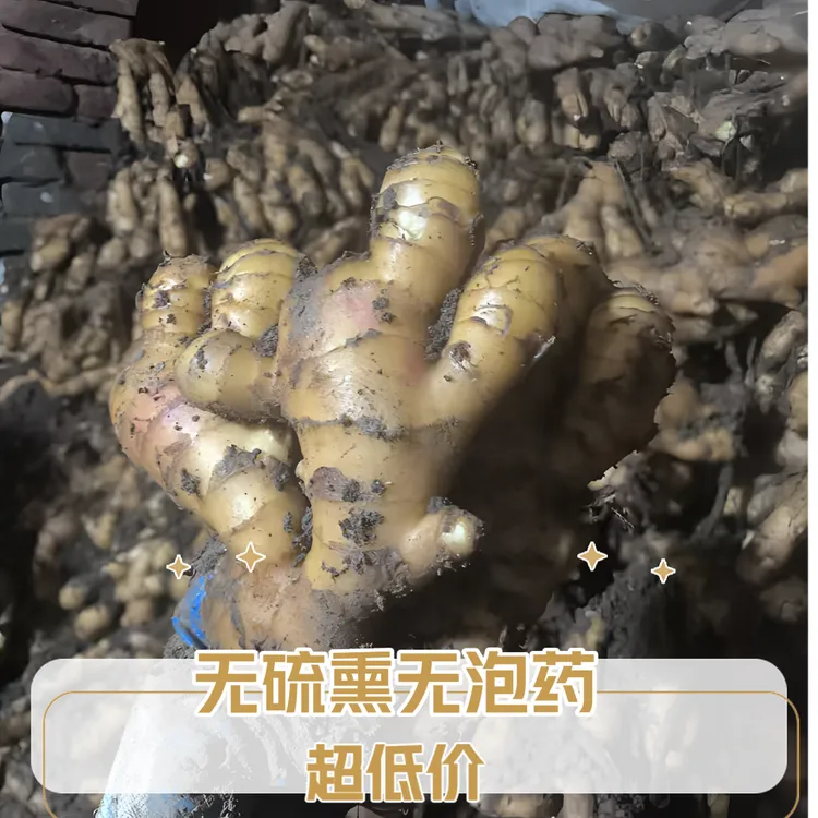 新鲜老姜不挑不修山东大黄姜现挖现发窖藏