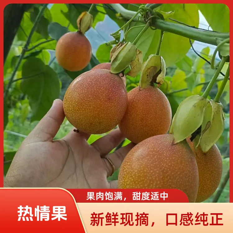 云南临沧热情果 （顺丰包邮）新鲜清甜饱满果香味浓生态水果