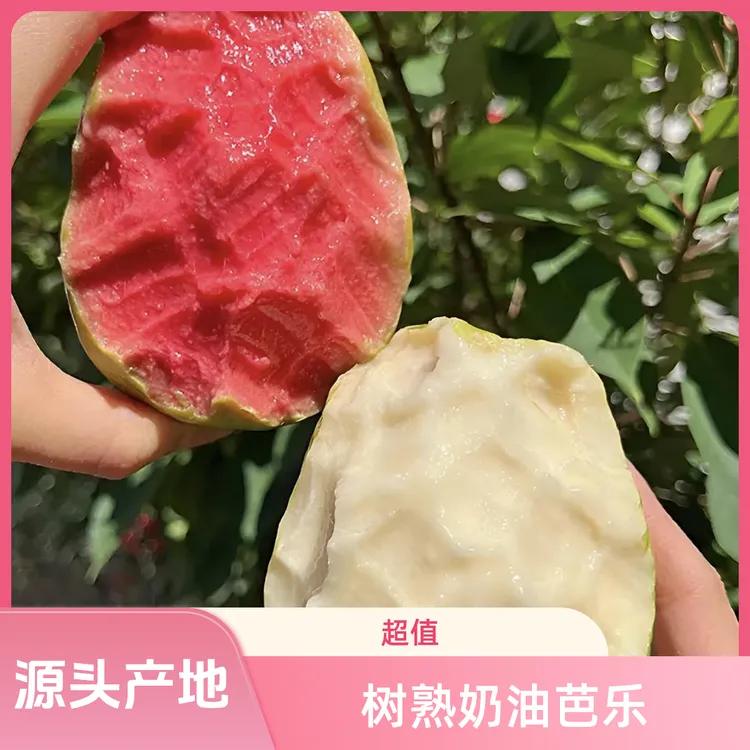 【现摘现发】广西正宗红心芭乐番石榴白心芭乐鲜果低糖源头产地直发