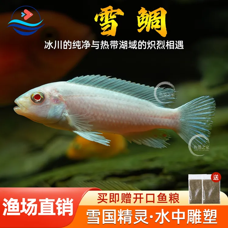 三湖慈鲷鱼雪鲷鱼热带观赏鱼马雕坦鲷花雕中小型淡水鱼缸宠物小鱼