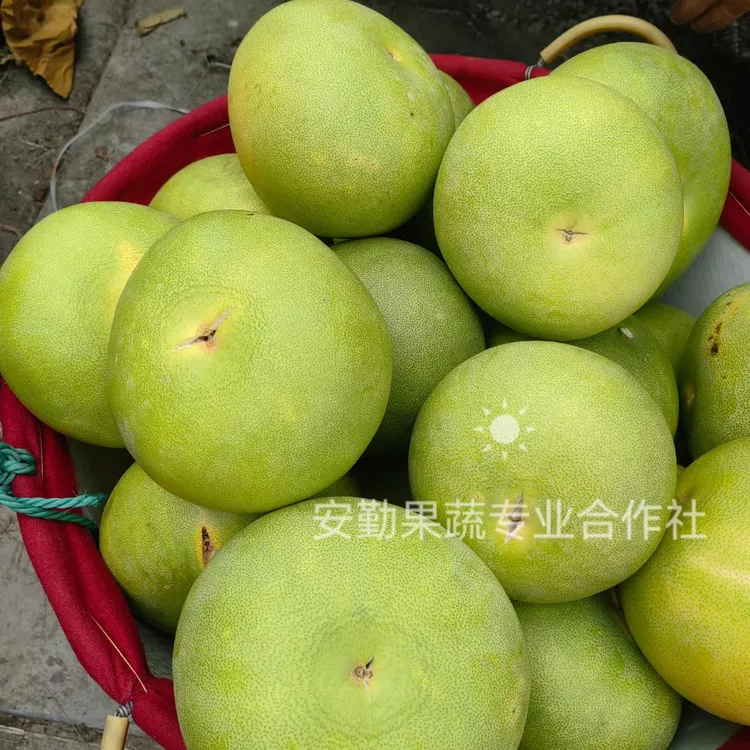 安勤果蔬浙江台州正宗玉环早熟文旦 裂果 清甜爽口 冷藏保存 爆汁