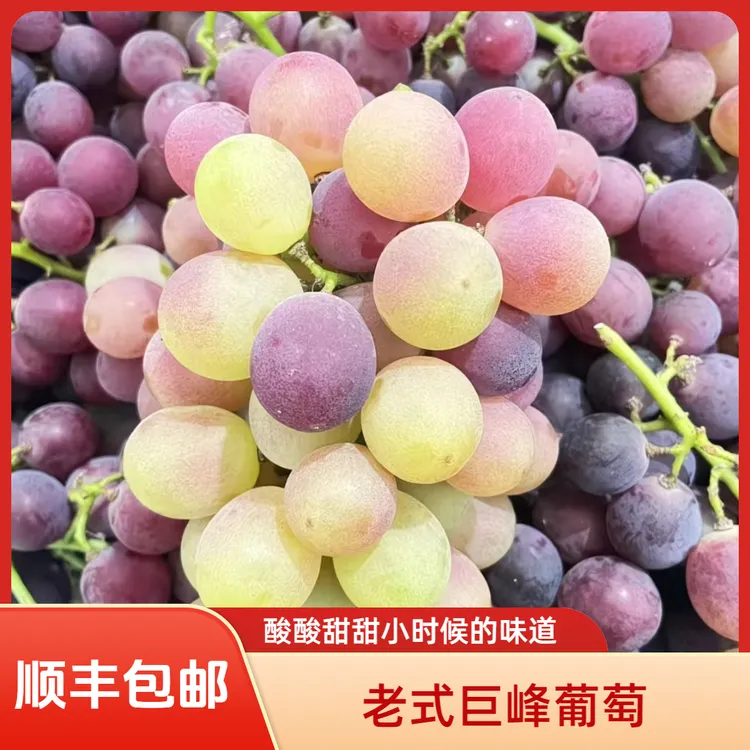 经典巨峰葡萄自然成熟儿时味道产地直发