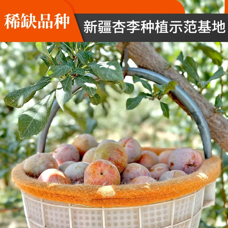 新疆杏李恐龙蛋高端稀缺清脆爆汁新疆小众水果顺丰空运果园直发