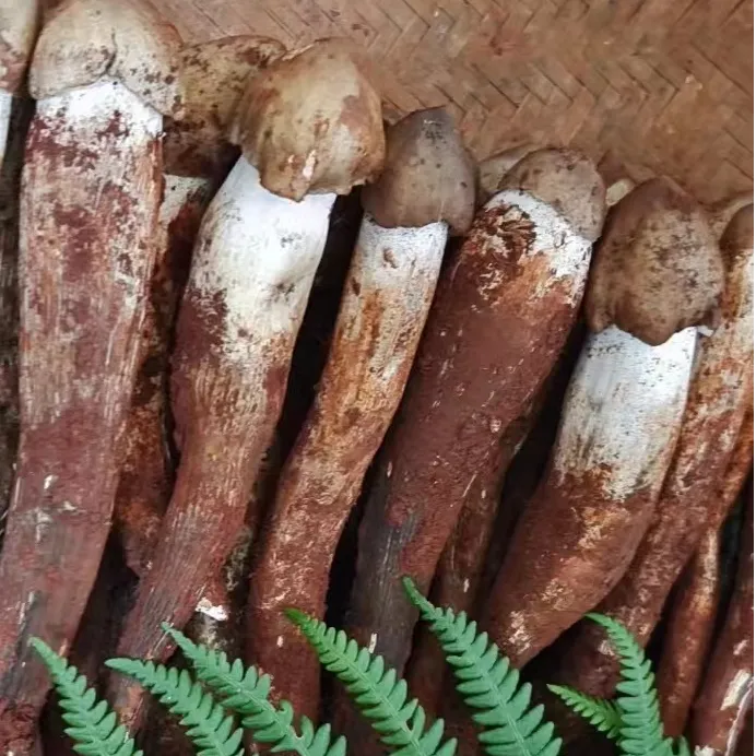 【鸡枞菌】四川新鲜采摘野生斗鸡菇伞把菇鸡枞刺身煲汤营养天然食用