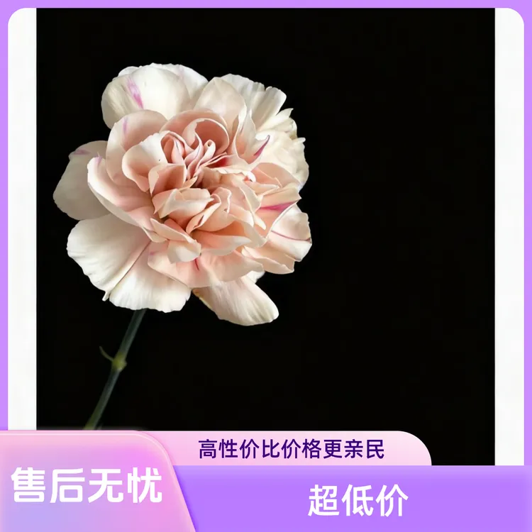 （初吻）20枝装(2)枝含损鲜花