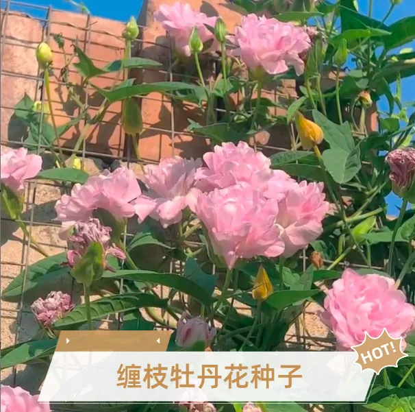 【缠枝牡丹花种子】家庭阳台小院四季播种花海打造