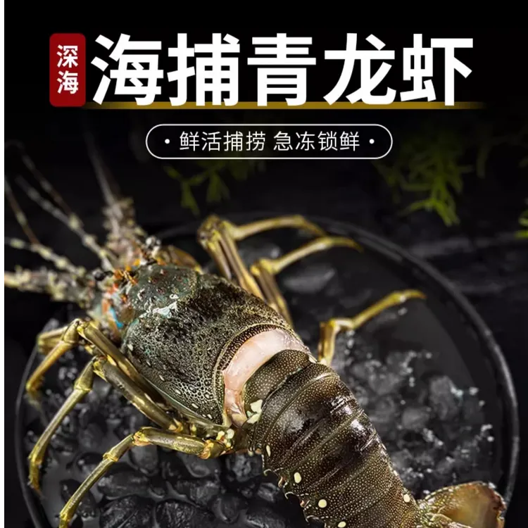 小青龙龙虾鲜活冷冻速冻澳龙鲜活大龙虾海鲜水产花龙虾