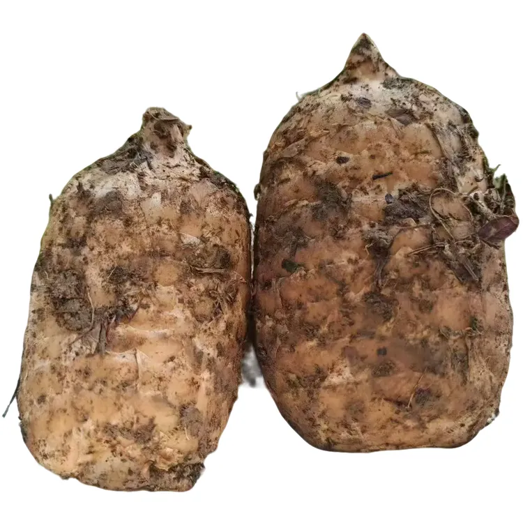 云南昭通镇雄仿野生种植新鲜天麻可煲汤泡酒