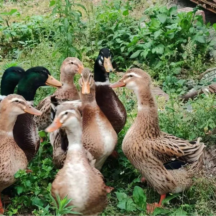 土鸭农家山林山泉散养，源于长寿之乡大自然原生态馈赠