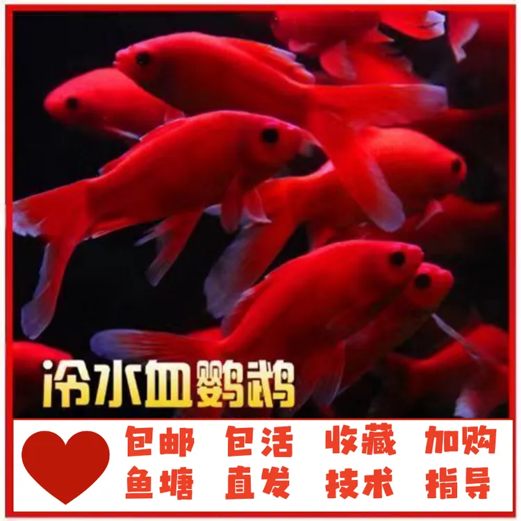 冷水鹦鹉鱼淡水鱼好养北方冷水鱼儿水产鱼鹦鹉鱼锦鲤鹦鹉鱼观赏鱼