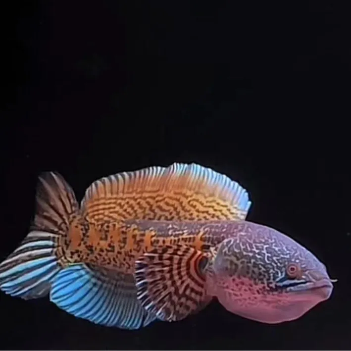 眼镜蛇雷龙鱼鬼王雷龙酒红雷龙七彩雷龙大型观赏鱼淡水凶猛鱼活体