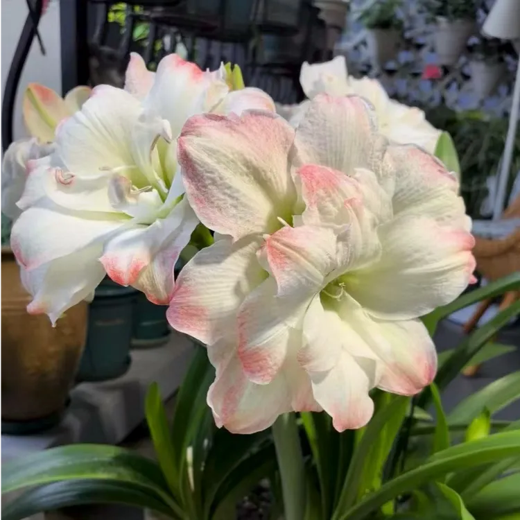 糖果黛丝~重瓣 秘鲁种球进口 朱顶红荷兰花园艺