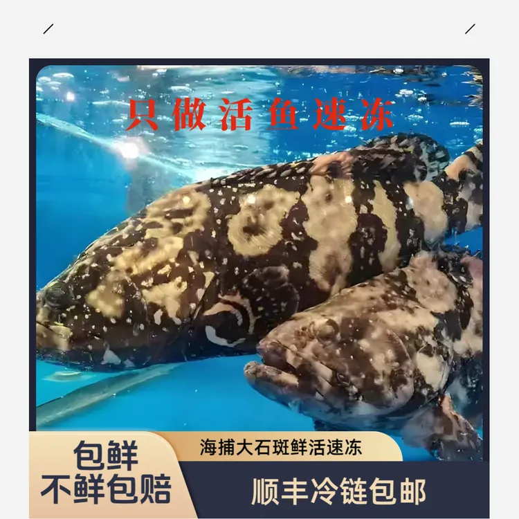 龙胆石斑鱼蓝瓜子斑海鲜老鼠斑龙趸鱼红石斑石九公青衣鱼老虎斑鱼