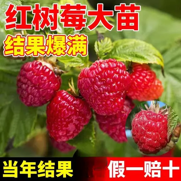 树莓苗双季覆盆子果树苗盆栽地栽南北方种植当年结果红黄黑树莓苗