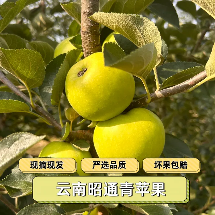 粉苹果香苹果云南昭通青香蕉苹果口感香甜粉糯/面苹果发黄苹果