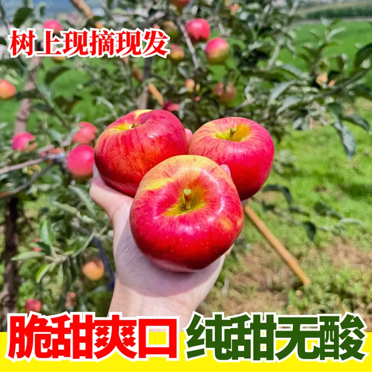 云南昭通冰糖心丑苹果脆甜多汁现摘现发新鲜昭通丑苹果冰糖心