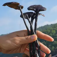 竹灵芝十六州云品竹灵芝100g煮水喝养生送礼佳品