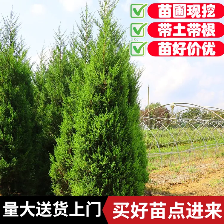 四季常青塔柏树苗松柏墓地清明松 清明节扫墓盆栽 四季青盆栽绿植