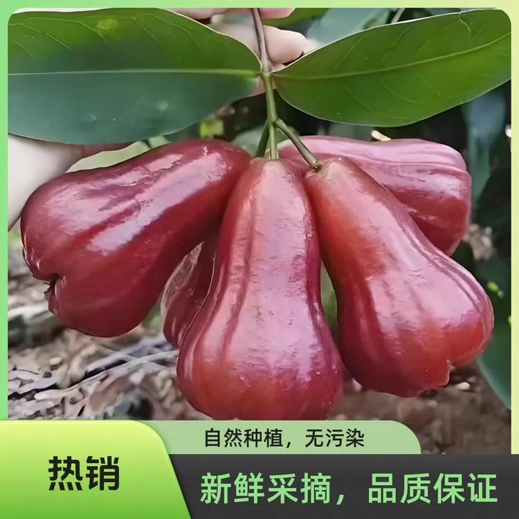 海南黑金刚莲雾莲雾水果新鲜现摘应季新鲜水果冰袋保鲜夏日水果