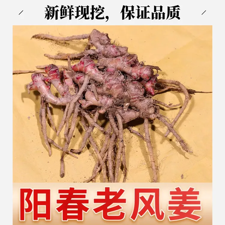 正宗养生姜月子姜风姜新鲜风姜正宗老风姜高良姜坐月子阳春风姜