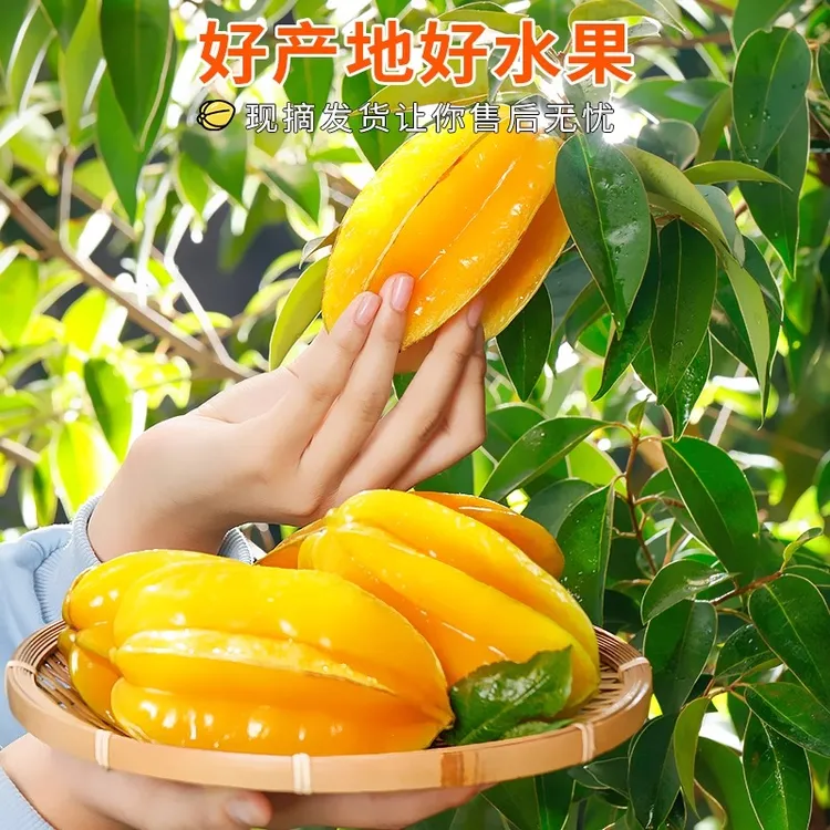 【邮政空运】福建漳州下河新鲜现摘杨桃清甜多汁树上熟应季热带水果