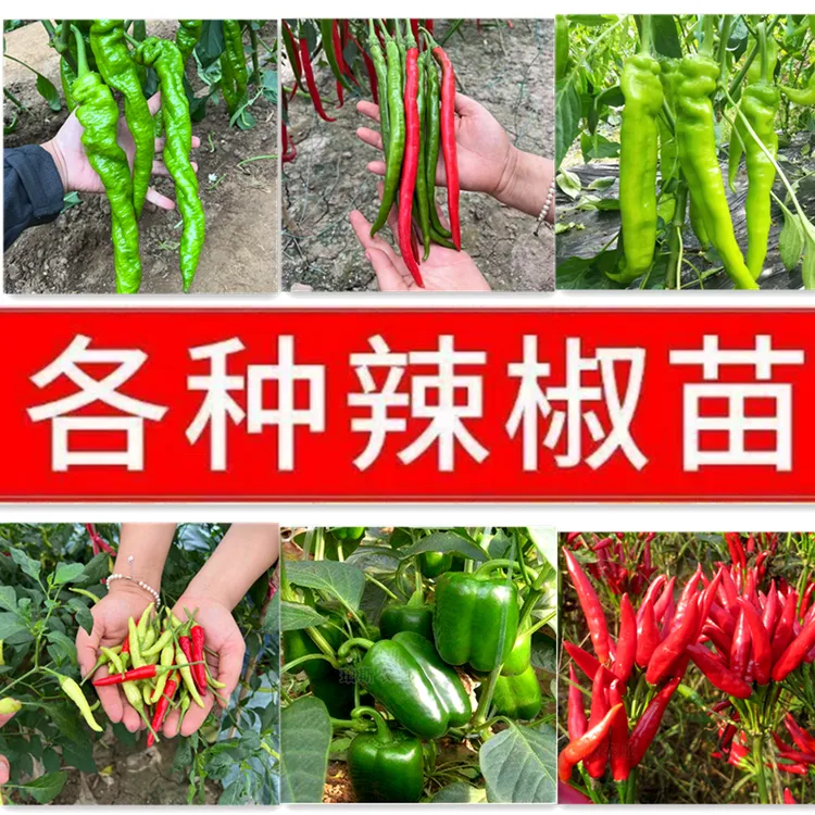 高产辣椒苗青椒美人椒苗螺丝椒二荆条长线椒朝天椒苗食用辣椒新鲜