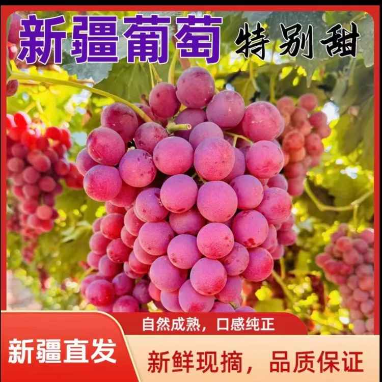 新疆正宗吐鲁番全球红葡萄脆甜多汁现摘现发H