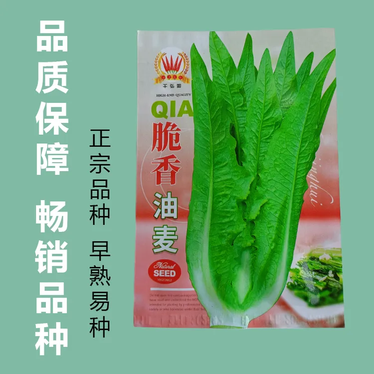 优选脆香油麦菜种子  阳台盆栽庭院四季蔬菜种籽农家小院播种大全