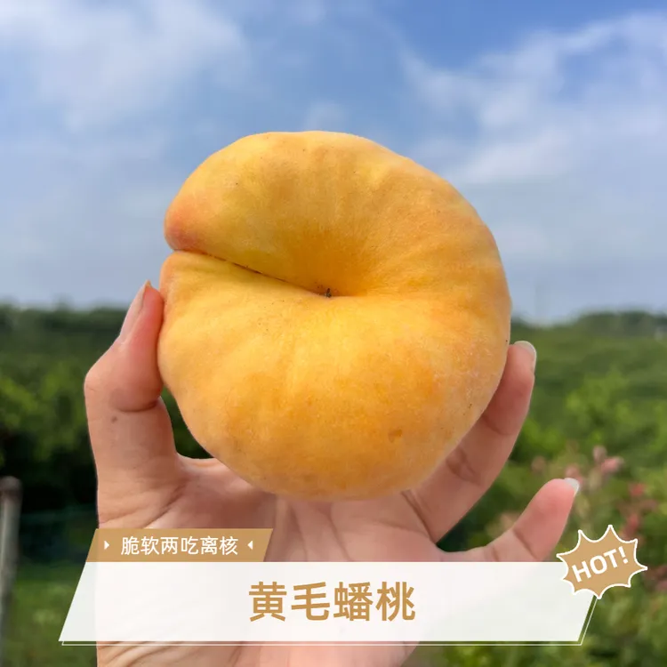 湖北金黄毛蟠桃现摘现发脆甜爽口离核毛桃礼盒装果园顺丰京东直发