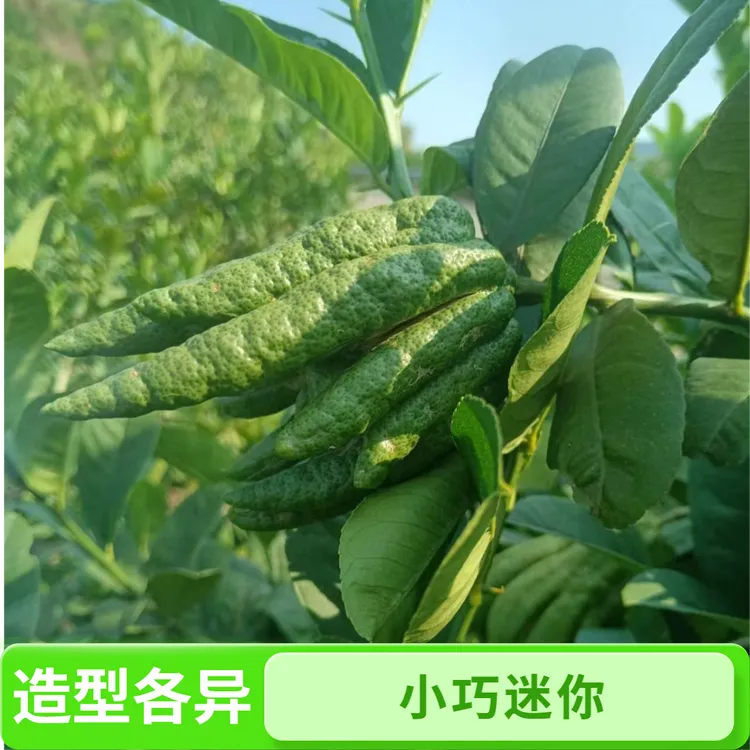 满村都是佛手自营自销大基地直发把玩观赏闻香干放泡茶熬膏新鲜