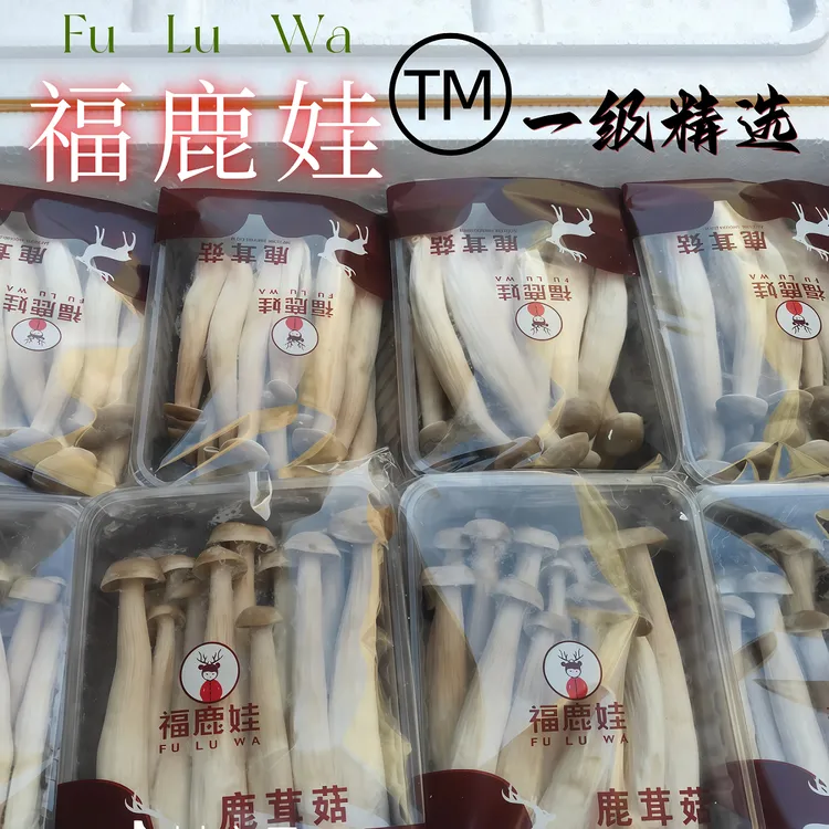 新鲜【鹿茸菇/黄色金针菇/海鲜菇/绣球菌】无甲醛云南白蘑菇