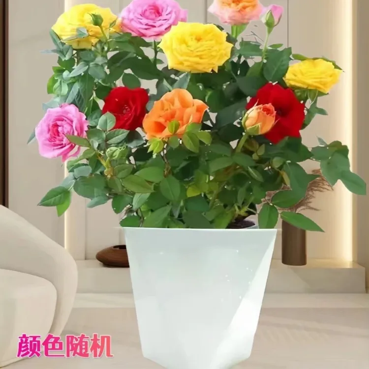 多色月季花苗带花苞四季开花可用于阳台庭院的盆栽植物造型新手