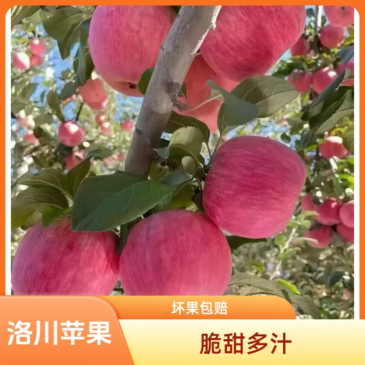 小箱【坏果包赔】正宗洛川产地直发红富士苹果新鲜脆甜多汁当季5斤