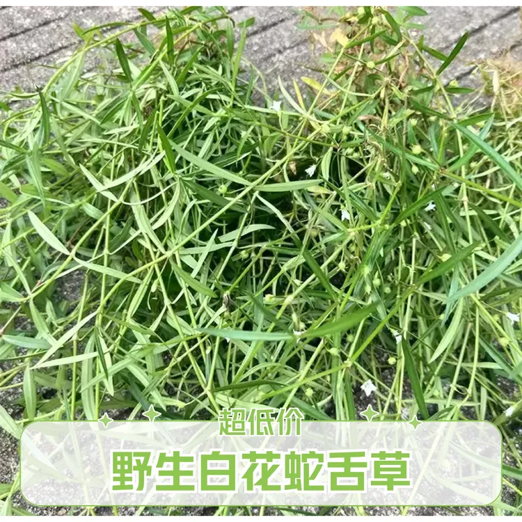 广西正宗新鲜小号野生白花蛇舌草蛇总管