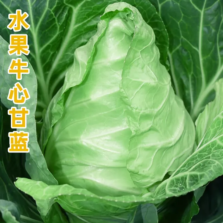 【水果牛心甘蓝种子】耐热耐寒夏播秋播莲花白种子包菜种子阳台盆栽