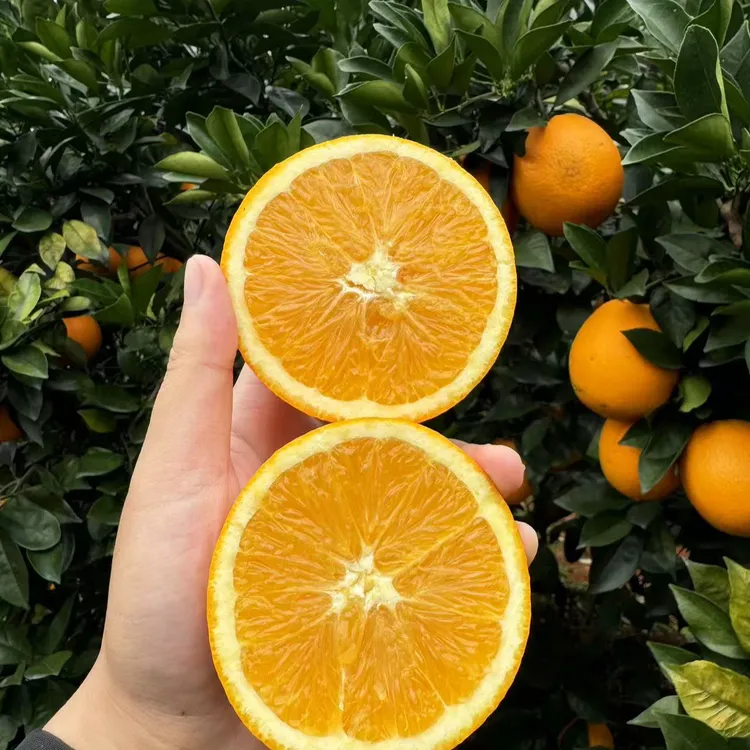 【小希专属】正宗江西赣南脐橙现摘现发产地直发橙子