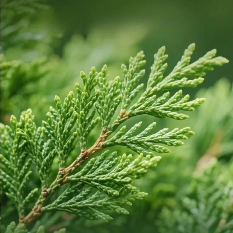 防脱发现采新鲜侧柏叶无枝杆纯天然侧柏叶【凌晨采摘当天发货】