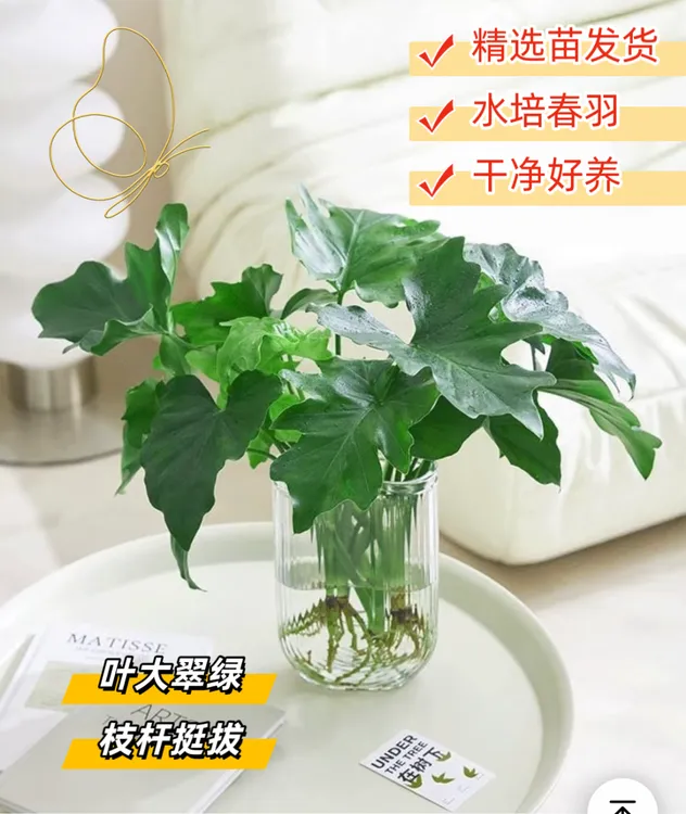 春羽绿植水培植物天堂鸟富贵竹龟背竹绿萝花卉室内水培植物商品图