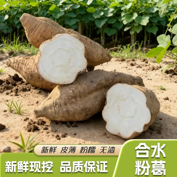 高明正宗合水粉葛新鲜现挖农产品葛根蔬菜水果清甜粉糯无渣煲汤