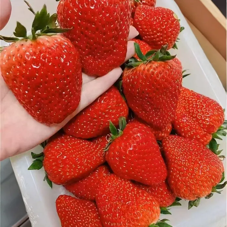产地直销丹东九九红颜草莓新鲜现摘有鲜甜可口奶香十足顺丰包邮
