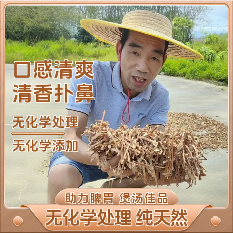 正宗阳春蟠龙春砂仁干根煲汤煮水新鲜晒干无硫中药养生养胃食材