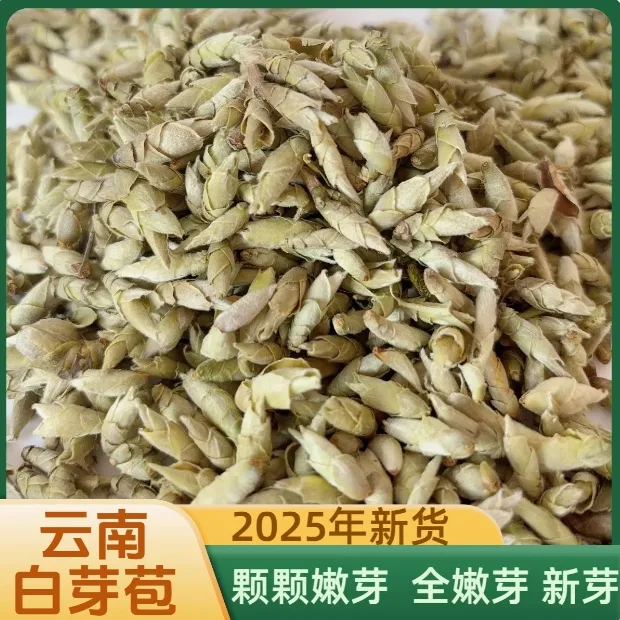 2025年普洱茶云南新茶古树白茶芽孢清香鲜爽春茶野生白芽苞250g