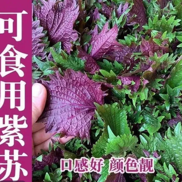 紫苏种子绿苏种籽孑紫苏种子可食用四季盆栽种植发芽