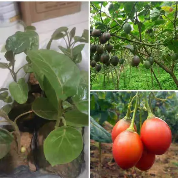 云南大树番茄 番茄苗带杯发货 无需搭架 树番茄小苗适合庭院种植
