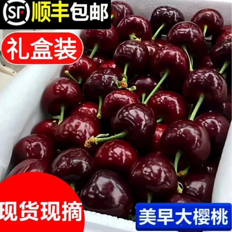 【现摘】山东美早大樱桃新鲜当季水果1-3斤J-4J顺丰空运