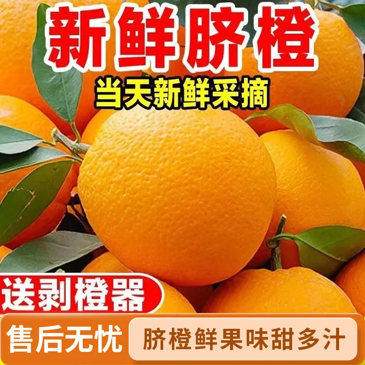 现摘新闻在线鲜果真实新鲜当季水果分享橙子赣南脐橙10斤装薄皮