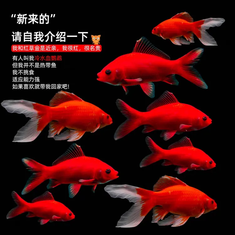 小鱼观赏鱼血红冷水鹦鹉耐活葡萄金鱼招财黑眼淡水鱼纯种冷水鱼