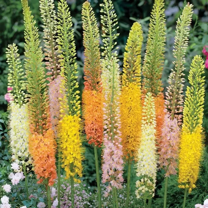 花自开独尾草 狐尾百合种球花卉球根地栽盆栽线条型植物