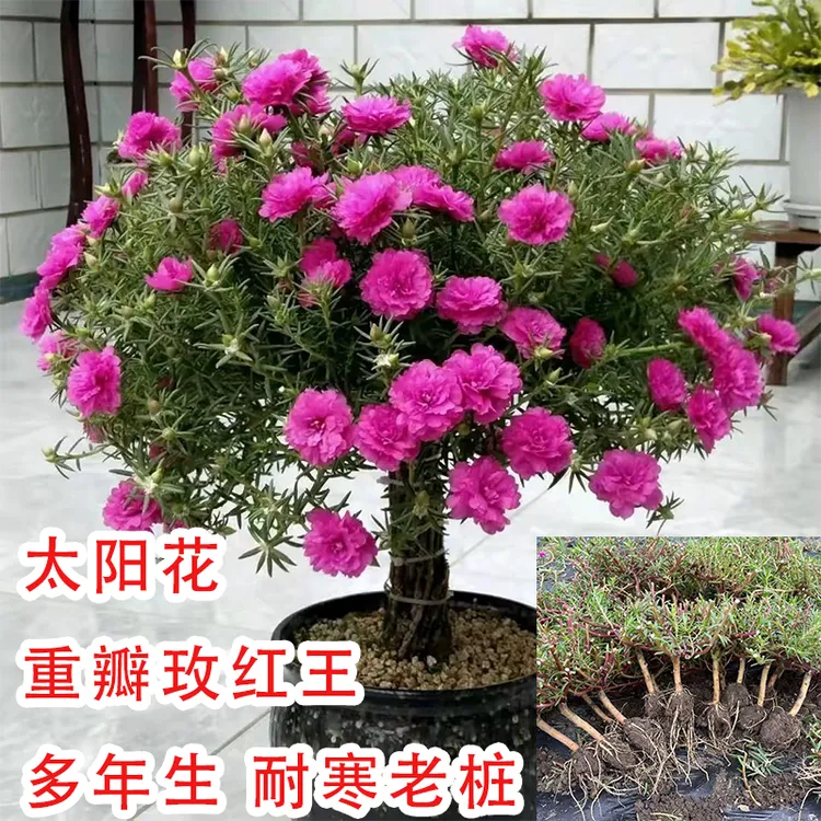 重瓣太阳花【玫红王老桩 】多年生耐寒造型盆栽
