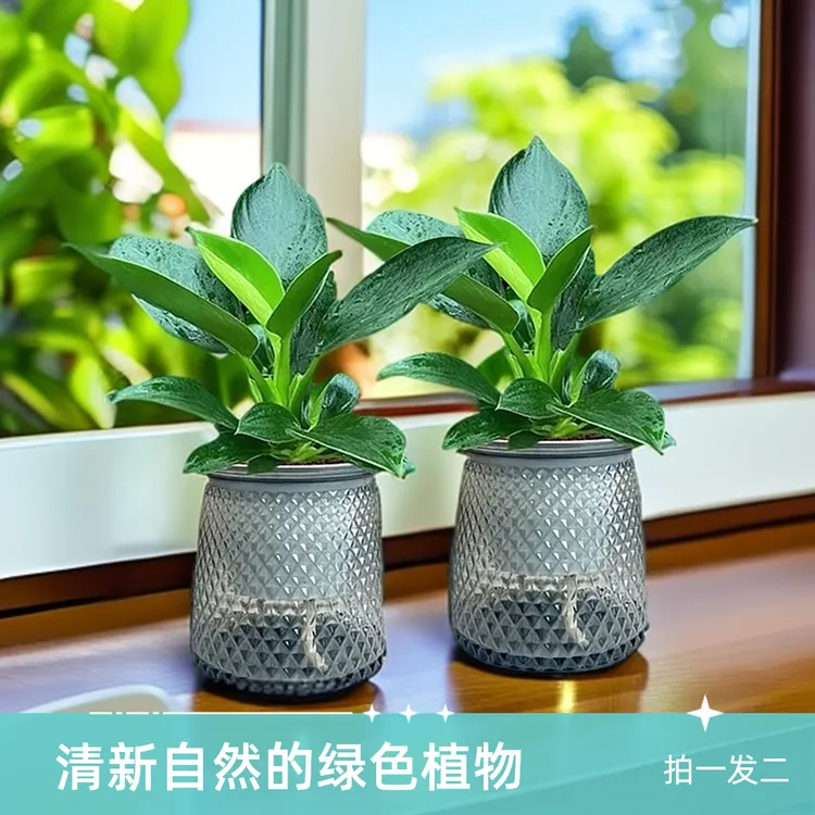 【买一送一】大叶金钻绿公主室内绿植盆栽办公室四季常青自动吸水盆